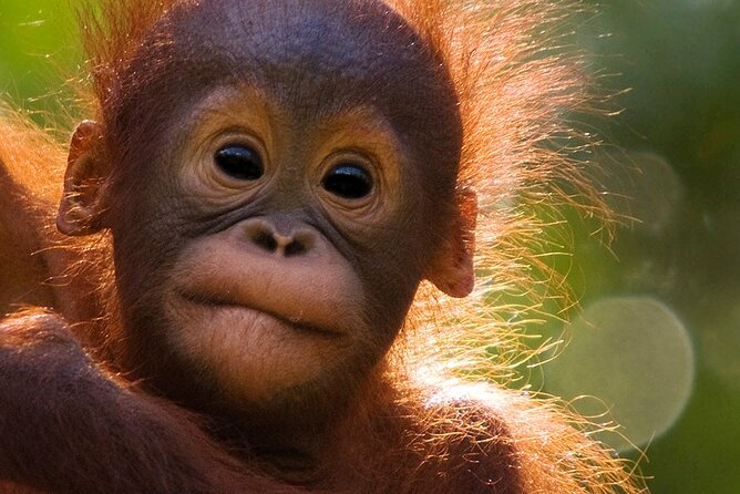 Orangutan Tour Tanjung Puting 2Nights - Tanjung Harapan Orangutan Rehabilitation Center: learning in a working setting