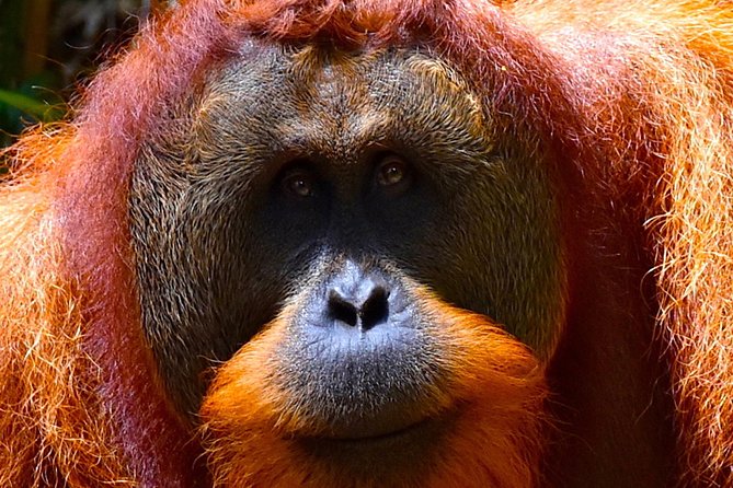 ORANGUTAN TREK (2D/1N) by EcoTravel Bukit Lawang - Day 2: waterfall time and the return by tube rafting