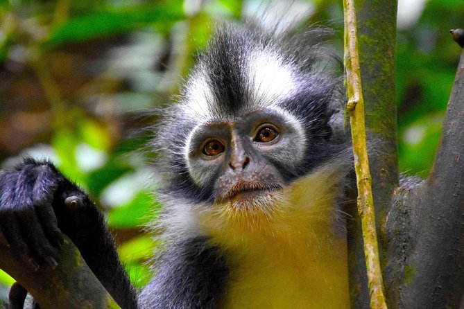 ORANGUTAN TREK (2D/1N) by EcoTravel Bukit Lawang - What the guide team quality means for your safety and enjoyment