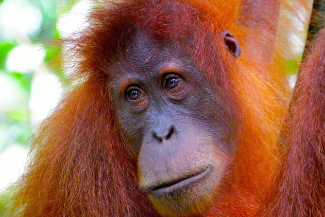 ORANGUTAN TREK (2D/1N) by EcoTravel Bukit Lawang - Meeting the guide team a day early, and why it affects your trip