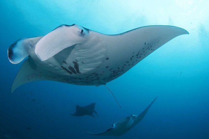 PADI Open water Course in Lembongan - Get certified & dive anywhere in the world - Instructors and safety: what the praised teaching actually feels like