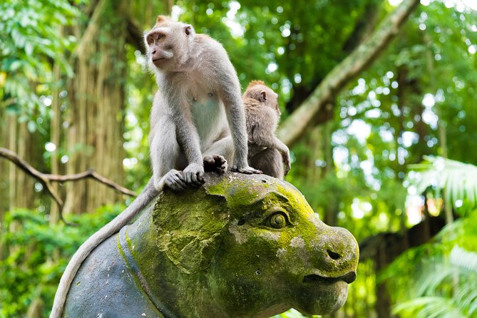 Pick 5 Destinations: Customized Ubud Tour - Price and Logistics: What $34.62 Covers, and What Costs Extra