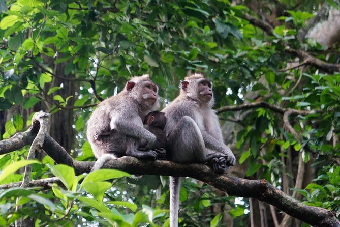Private Bali Customized Tours - The stop menu: Kintamani highlands, Tanah Lot, and Uluwatu
