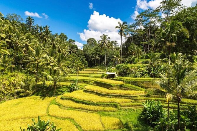 Private Bali Tour - All Inclusive - Why the driver-guide really makes the day work