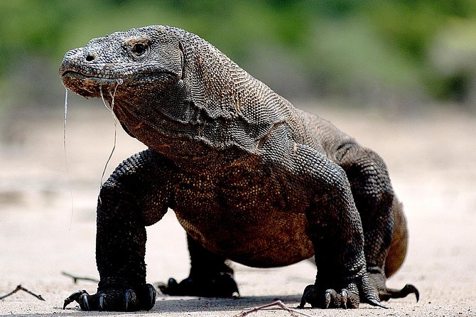 Private boat trip Komodo 2 or more person for 3 days 2 nights, Kelor, Rinca... - Price and logistics: what $807.85 includes, and what to budget next