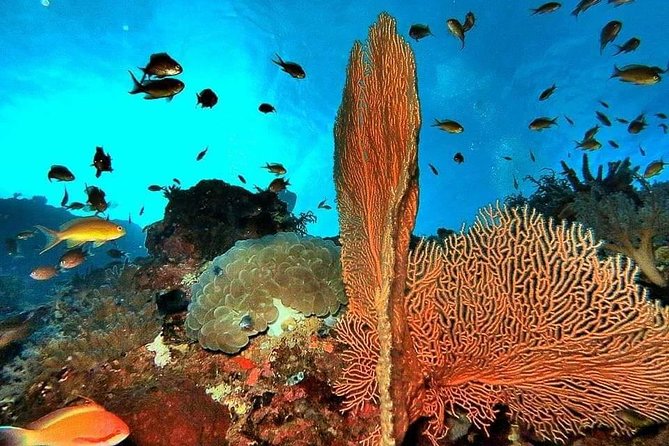 Private boat trip Komodo 2 or more person for 3 days 2 nights, Kelor, Rinca... - Who should book this private Komodo 3-day cruise?