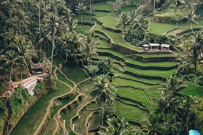 Private Customized Tour with Local Guide - Stop 4: Tirta Empul Temple and Cultural Purification