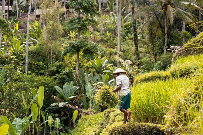 Private Customized Trip to Ubud - A Private Ubud Day With a Driver Like Ketut