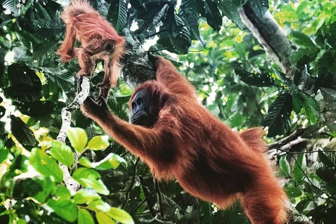 Private Full-Day Bukit Lawang Trekking Tour From Medan - Getting from Medan: the 7am pickup and 4-hour ride