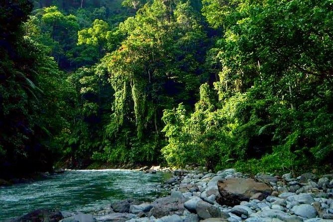 Private Full-Day Bukit Lawang Trekking Tour From Medan - Guides and group rhythm: what to expect once you’re in the jungle