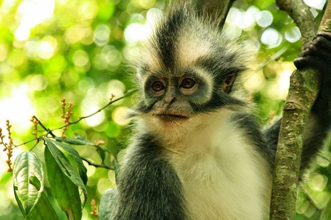 Private Full-Day Bukit Lawang Trekking Tour From Medan - The trek inside Bukit Lawang: wildlife hunting on real terrain