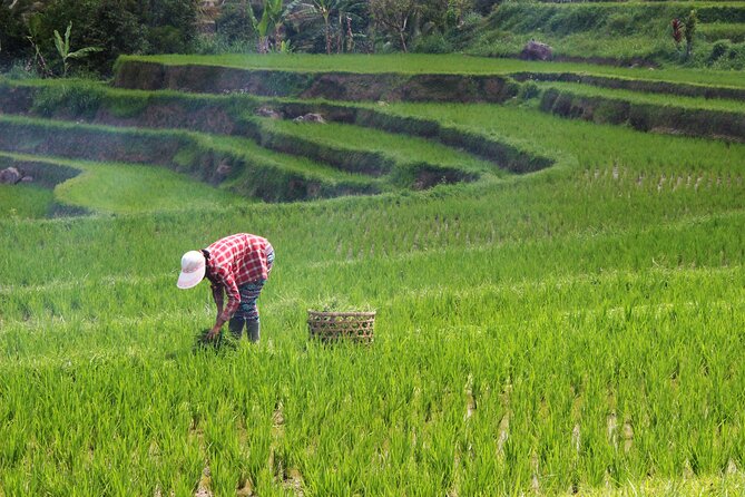 Private Full-Day Handara, Ulun Danu, Jatiluwih and Tanah Lot Tour - Price and Logistics: What You Really Get for $70