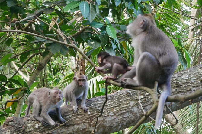 Private Full Day Tour in Ubud - Price and logistics: where the value really comes from