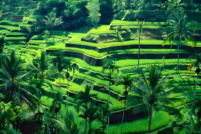 Private Half-Day Tour : Ubud Waterfall Tour Packages - Timing, what to bring, and how to keep it smooth