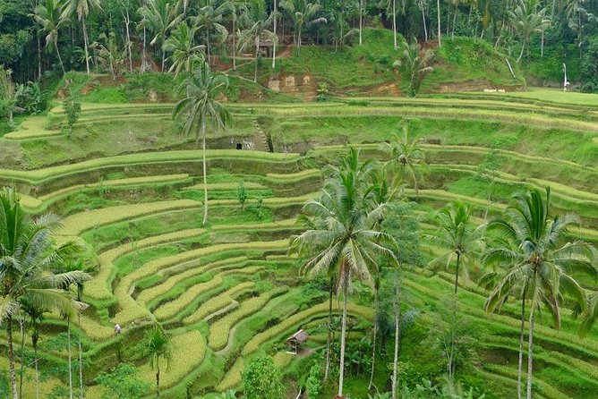 Private Inclusive Tours: 2 Days highlight of Bali - Starting in Seminyak at 9:00 AM: how the pacing really feels