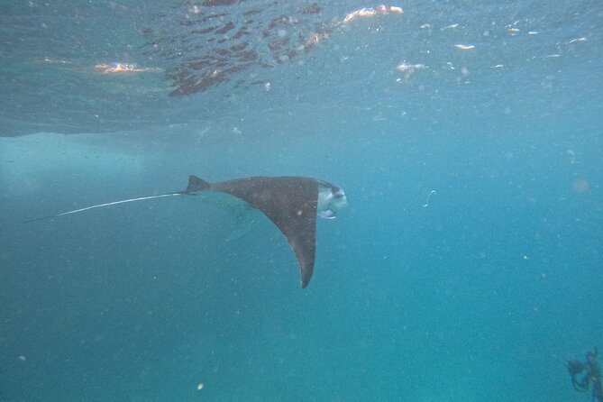 PRIVATE Nusa Penida on Boat Snorkeling & Island Tour (INCLUSIVE) - Why Nusa Penida hits different for snorkeling