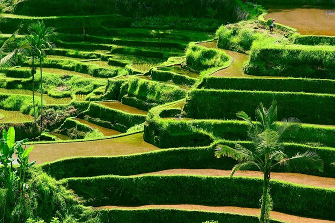 Private Shore Excursion: Customized Best of Bali Tour - Price, time, and real value when you are paying for flexibility