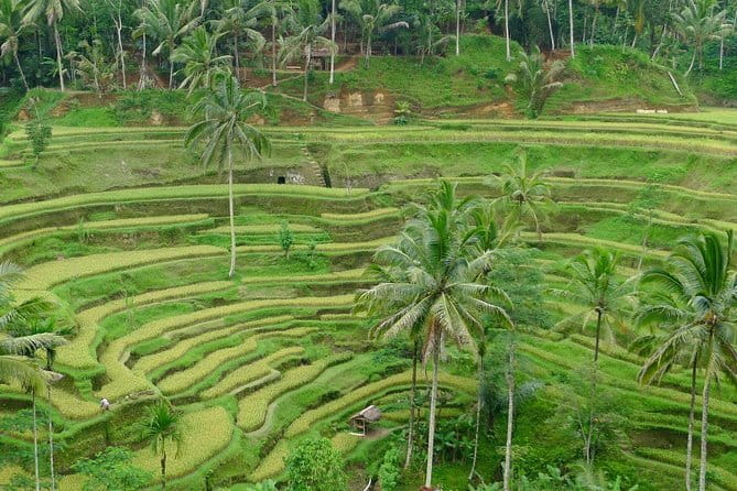 Private Shore Excursion: Highlights of Bali - Private Ubud Day From Benoa Harbor, What $40 Buys You