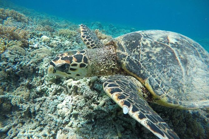 Private Snorkeling Gili Island (Coral, Statue and Turtle) - Coral Point: reef snorkeling with color you can actually see