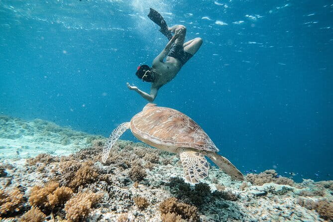 Private Snorkeling Gili Island Including GoPro Camera - Glass-Bottom Boat Transport: Nice Preview Before You Swim