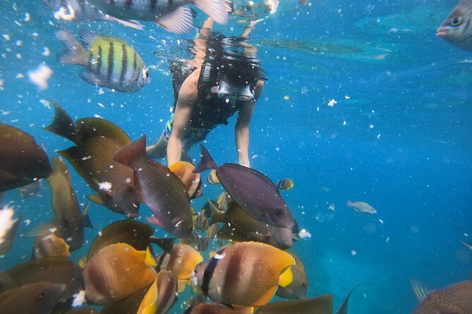 Private Snorkeling in Manta Bay, Gamat Bay & Wall at Nusa Penida - Kuta, Sanur Harbor, and the Fast Boat Timing That Matters