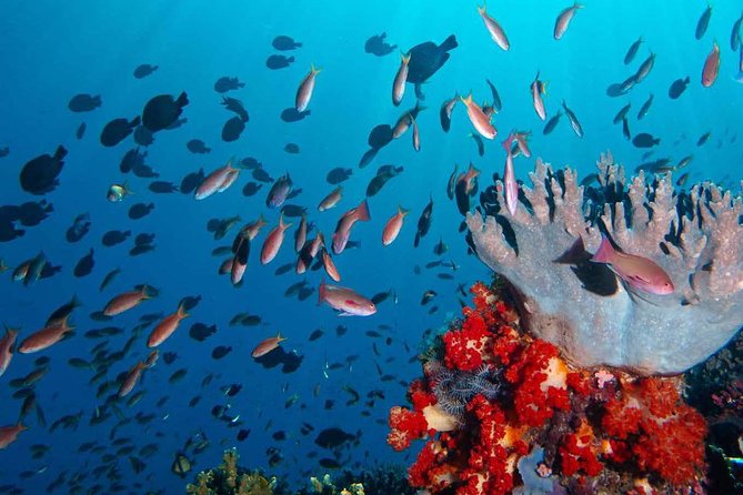 Private tour 4 days 3 nights Komodo on boat, waterfall and Rangko cave - What You’ll Get (and Why It’s Worth Thinking About)