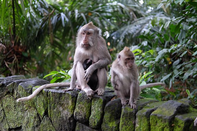 Private Tour: Bali in a Day - Penglipuran Village: Traditions You Can Still See in the Layout