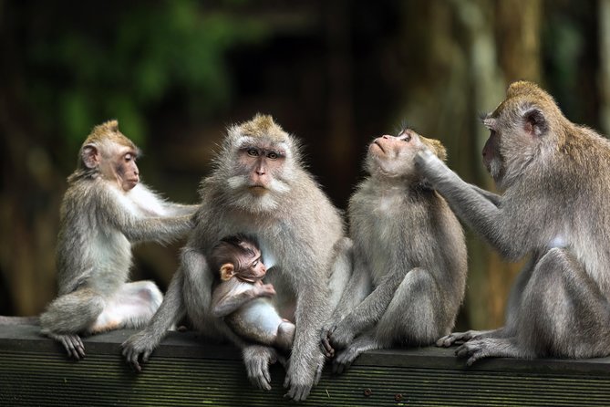 Private Tour: Ubud and Tanah Lot Day Tour - A day built for Bali timing, not just a route on a map