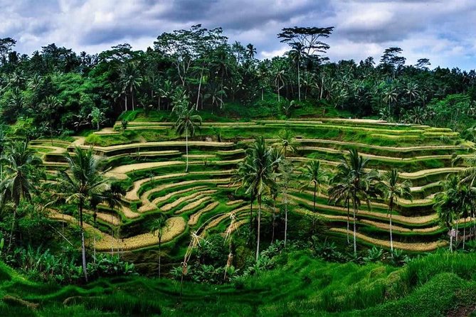 Private Ubud and Volcano Day Trip - How this private Ubud and volcano tour actually feels