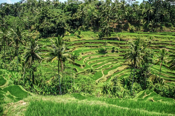 Private Ubud Tour: Monkey Forest, Waterfall & Rice Terrace - A Private, Packed Ubud Day: How This Really Feels