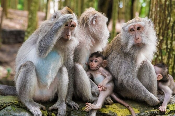 Private Ubud Tour: Monkey Forest, Waterfall & Rice Terrace - Tegalalang Rice Terrace: Iconic Views That Reward Slow Walking