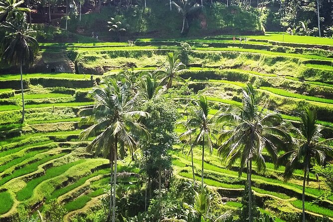 Private ubud tour : Temple Bathing + Mount Batur + Rice Terrace. - Who this tour suits best, and who should rethink it