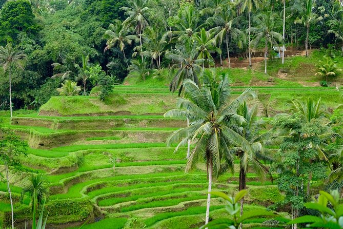 Private Ubud Tour with Hidden Waterfalls - A private Ubud day that respects your time