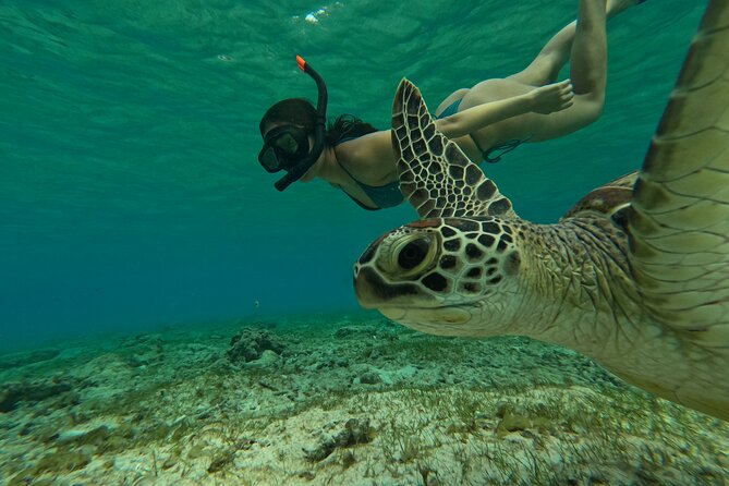 Public Snorkeling 3 Islands - Meeting at Ozze Cottage, then testing your snorkeling gear