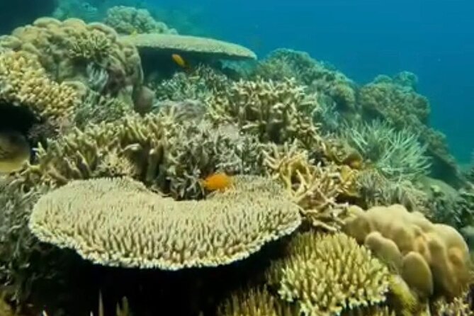 Rangko Cave & Beach Snorkeling Half Day Sharing Trip Labuan Bajo - Value check: what $48 gets you, and what you should compare
