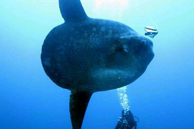Scuba Diving in Nusa Penida - Manta Point - Stop-by-stop: what each area is for and what you should expect