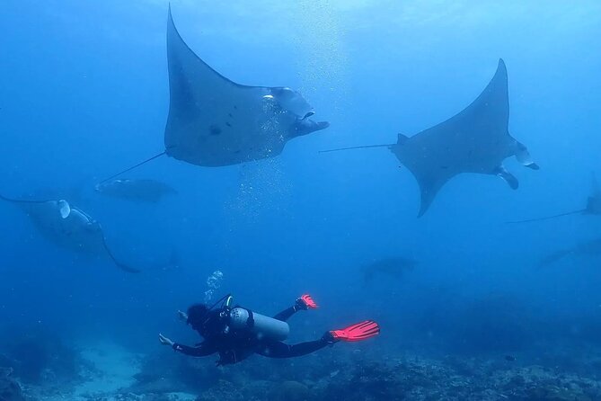 Scuba Diving In Nusa Penida - Key highlights at a glance