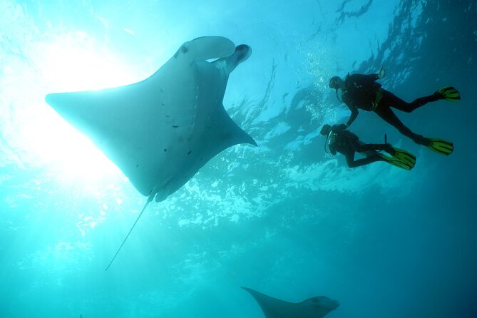 Scuba Diving Nusa Penida Manta Point 3 dives for certified divers - The Manta Point session: why this site is the headline