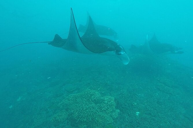Scuba Diving Nusa Penida Manta Point 3 dives for certified divers - Second stop choices: Crystal Bay or Nusa Lembongan and what to expect