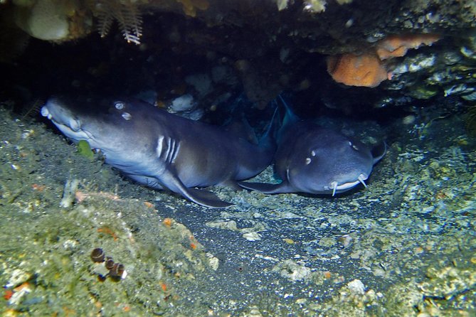 Scuba Diving Nusa Penida Manta Point 3 dives for certified divers - Safety-first guidance: what the leader ratio changes for you