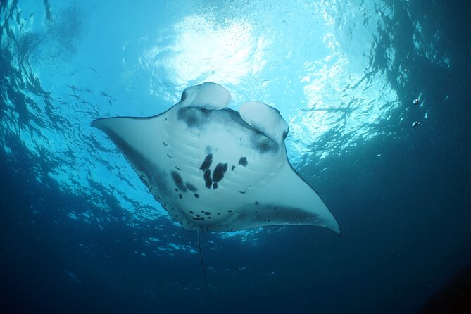 Scuba Diving Nusa Penida Manta Point 3 dives for certified divers - Group size and the quiet perks that make the day easier