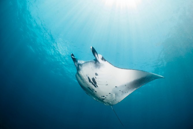 Scuba Diving Nusa Penida Manta Point 3 dives for certified divers - Price and value: what $233 covers, and what you should double-check