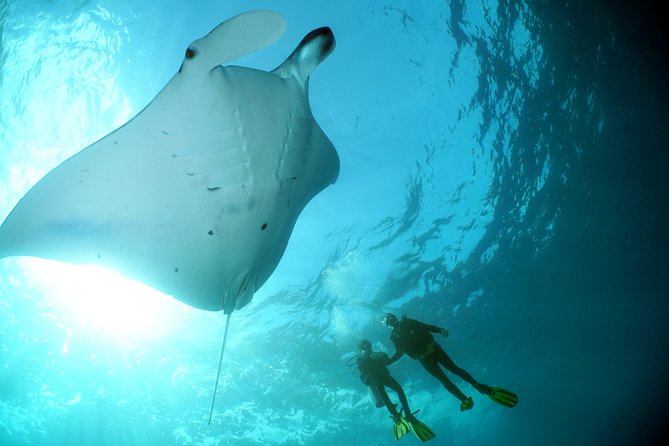 Scuba Diving Nusa Penida Manta Point 3 dives for certified divers - Getting from Kuta to Penida: transfers, timing, and comfort