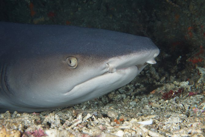 Scuba Diving Padangbai Shark Point 2 dives for certified divers - Key highlights worth planning around