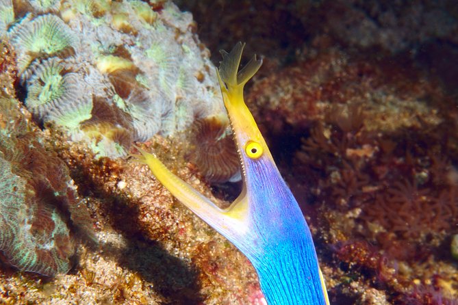 Scuba Diving Padangbai Shark Point 2 dives for certified divers - The 7:30 am hotel pickup, Wi-Fi rides, and a day that flows