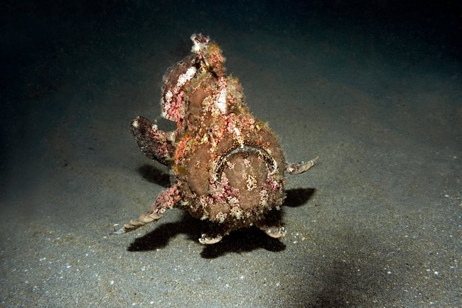 Scuba Diving Padangbai Shark Point 2 dives for certified divers - Blue Lagoon: frogfish, mantis shrimp, and the weird stuff