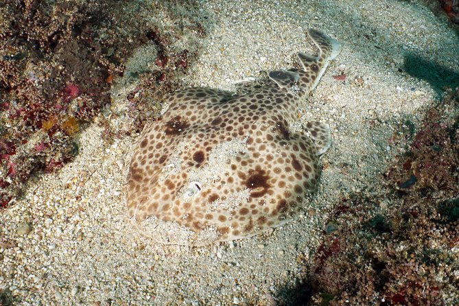 Scuba Diving Padangbai Shark Point 2 dives for certified divers - Pelabuhan Fast Boat Padang Bai and the boat day rhythm