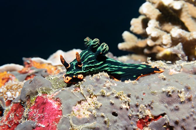 Scuba Diving Padangbai Shark Point 2 dives for certified divers - Lunch, showers, and how comfort keeps the day enjoyable
