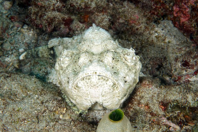 Scuba Diving Padangbai Shark Point 2 dives for certified divers - What the small-group setup does for your experience