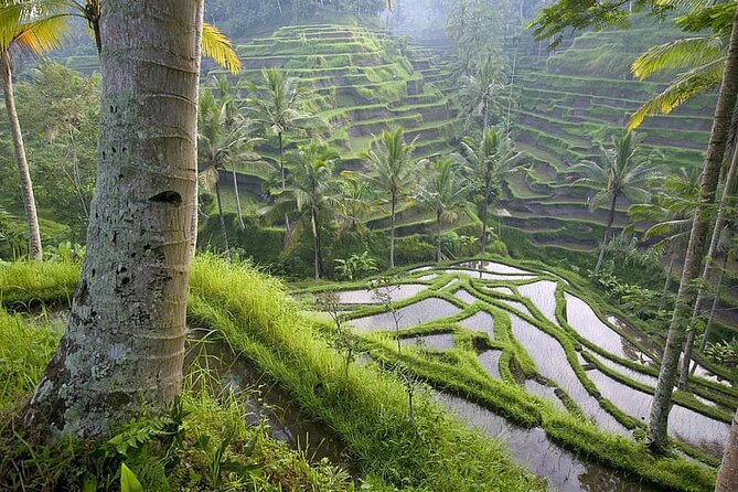 Selogriyo Temple and Trekking Java Rice Terraces, hidden waterfall -Nature Java - Timing and Pacing: How to Avoid Feeling Rushed